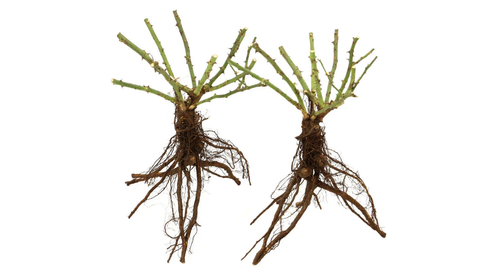 Bareroot Climbing Rose Live Shrub 2 Piece E854