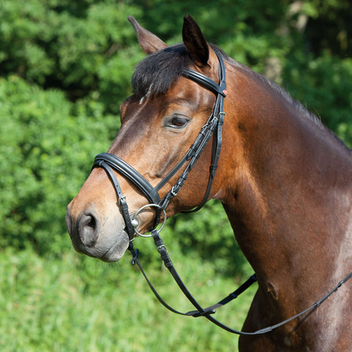 Black Snaffle Bridle Q9422