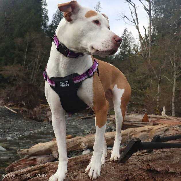 Reflective Adjustable Dog Collar B898222