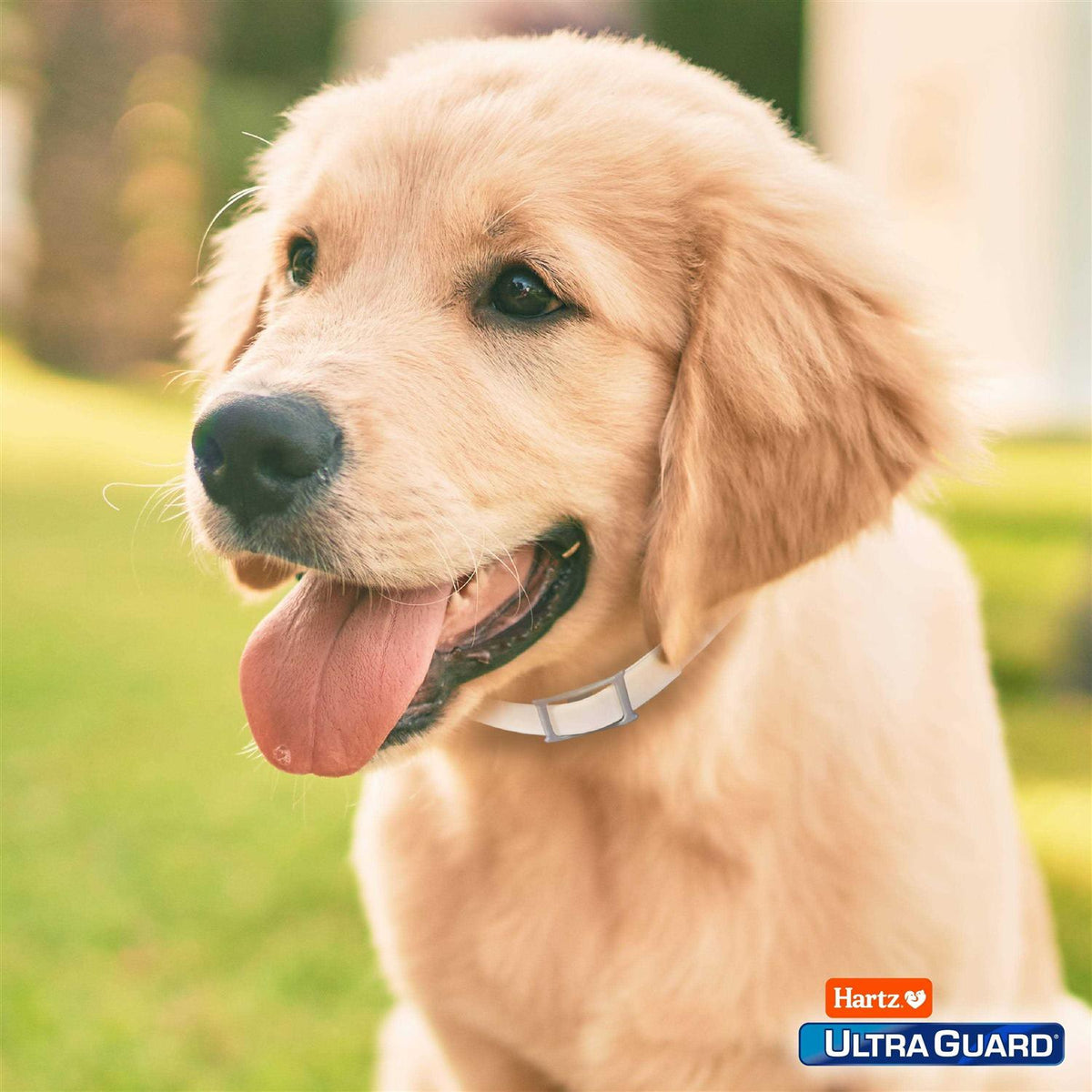 Flea & Tick Collar for Dogs A9947