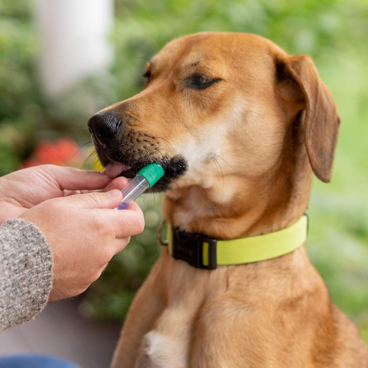 Dog DNA Test Breed Identification Kit G415534