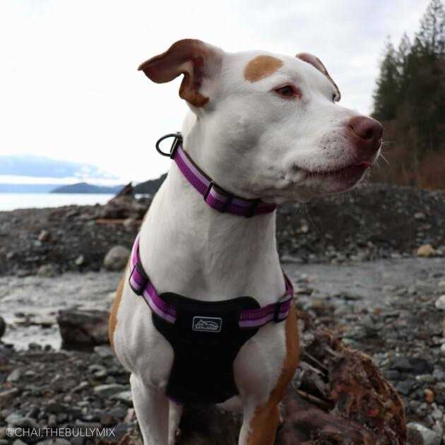 Reflective Adjustable Dog Collar B898222