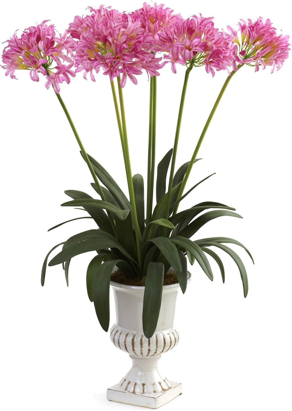 African Lily with Urn C578
