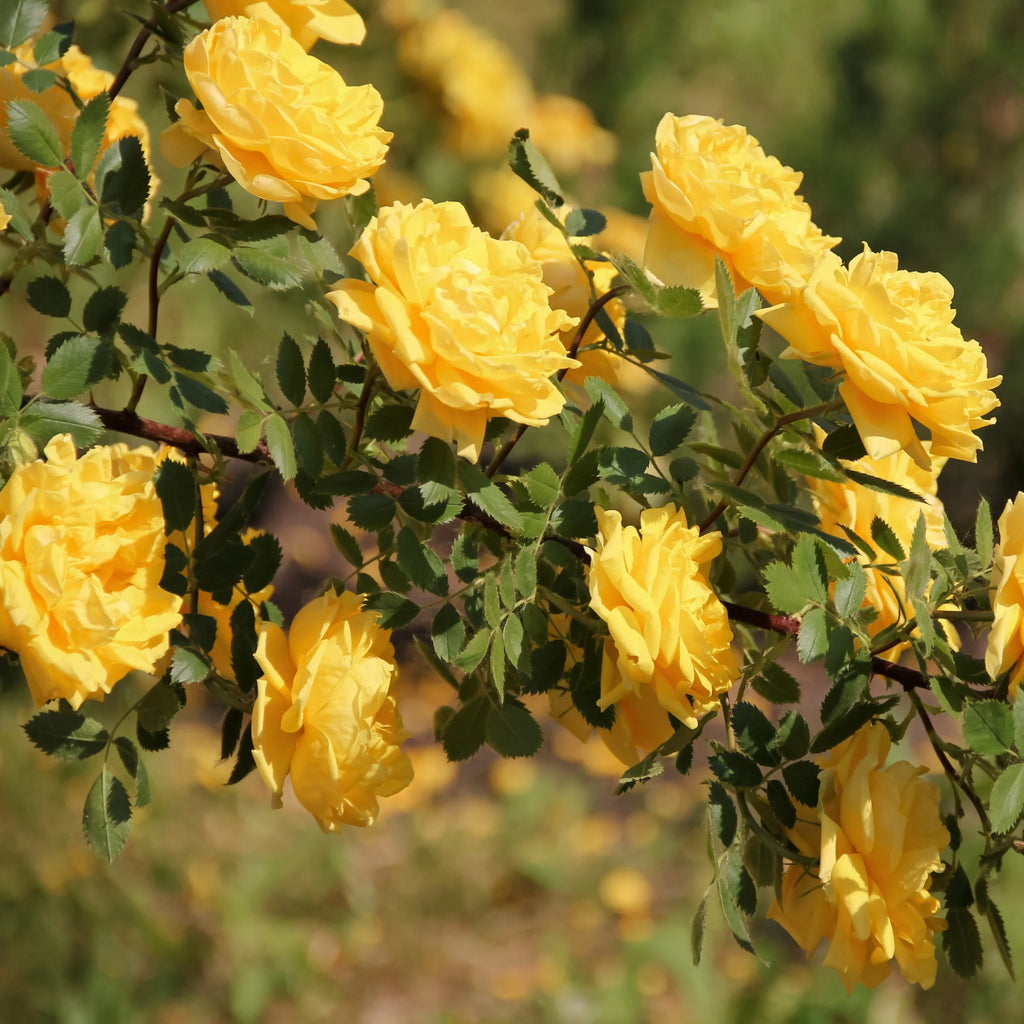 Bareroot Climbing Rose Live Shrub 2 Piece E854