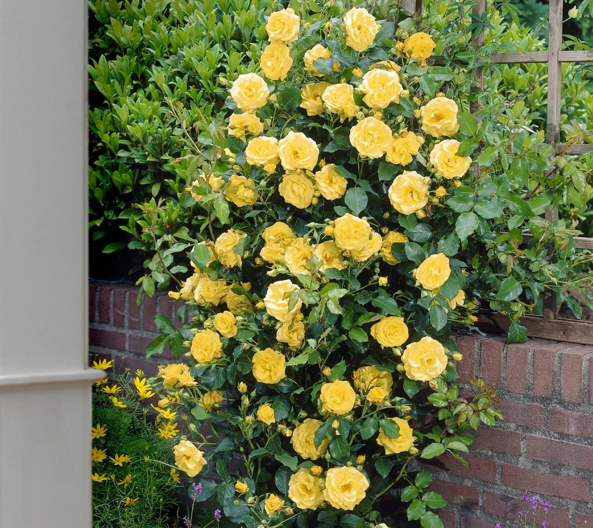 Bareroot Climbing Rose Live Shrub 2 Piece E854