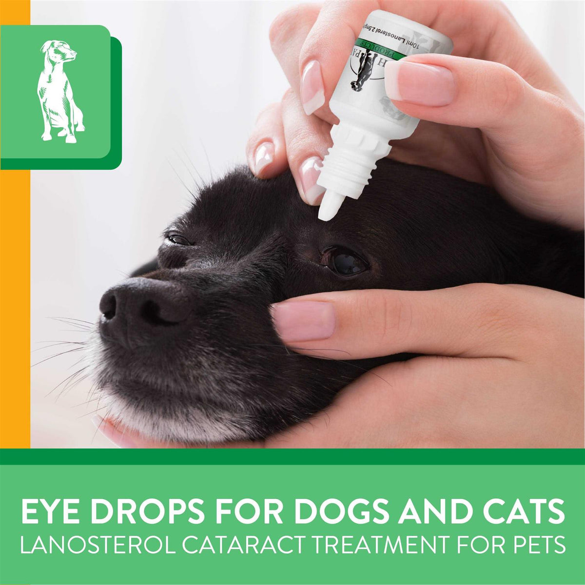 Lanosterol Solution + NAC Pet Supplies L483794