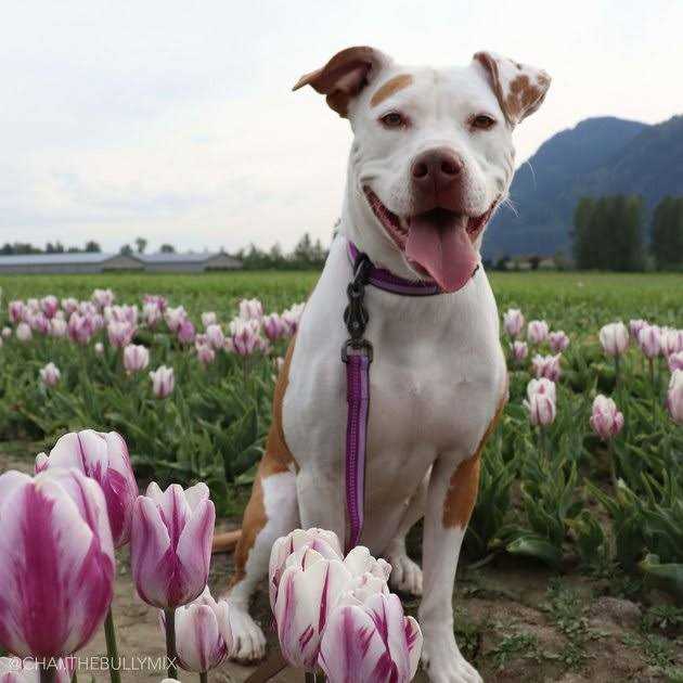 Reflective Adjustable Dog Collar B898222