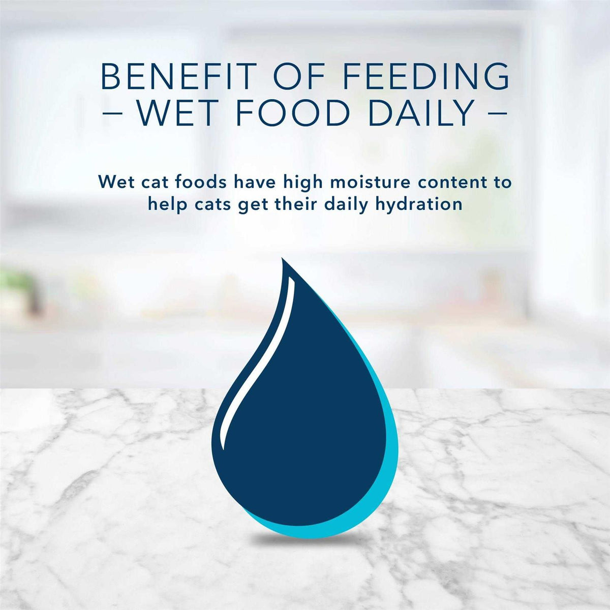 Wet Cat Food G70517