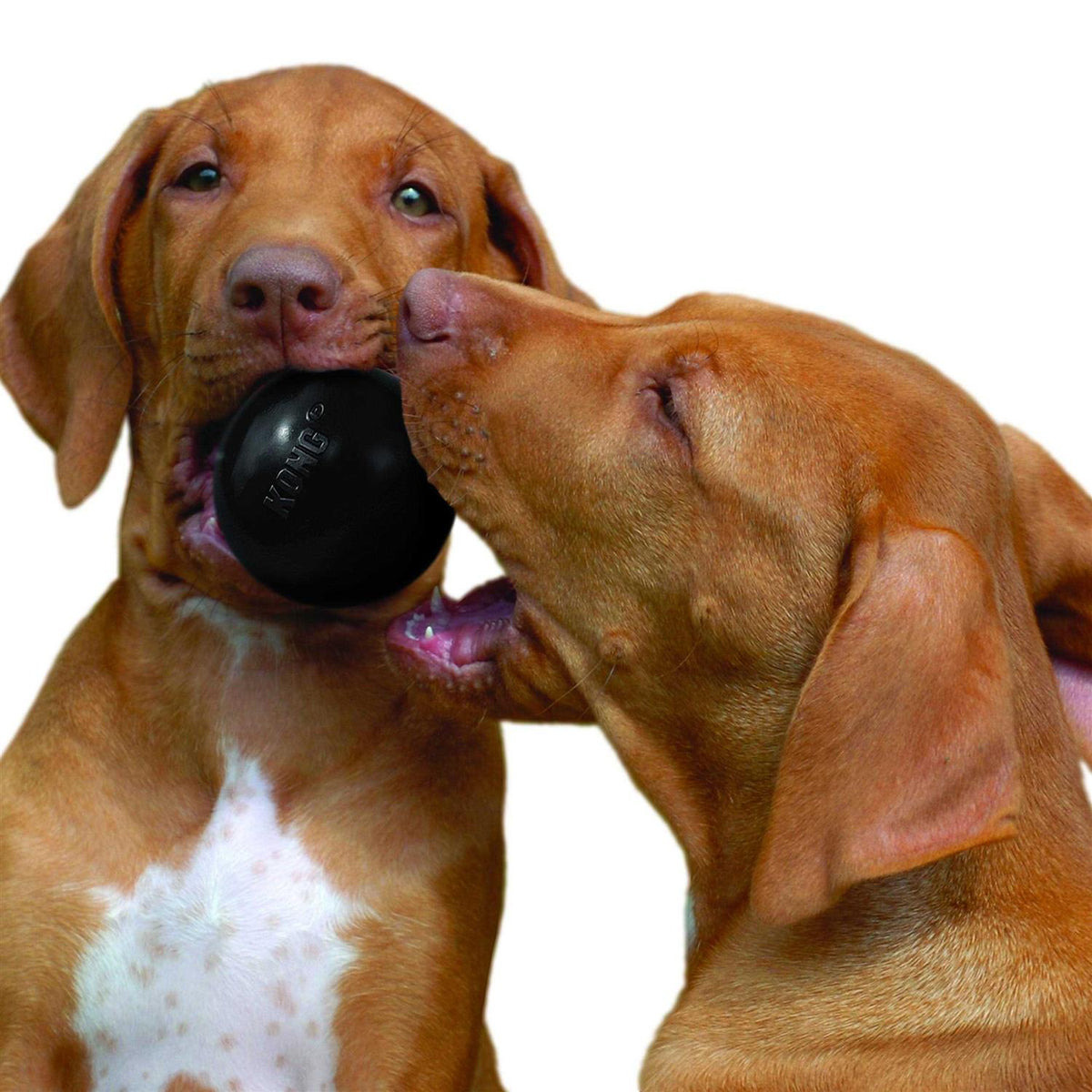 KONG Ball Dog Toy X4216